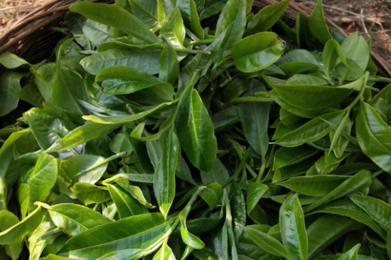 最耐泡的茶葉排名，什么茶葉經(jīng)久耐泡？
