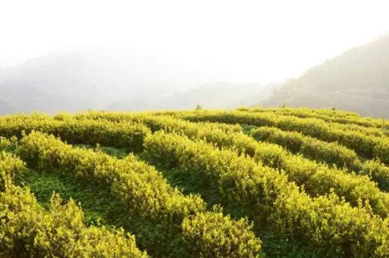 黃金茶的功效及禁忌癥，黃金茶有什么副作用嗎？