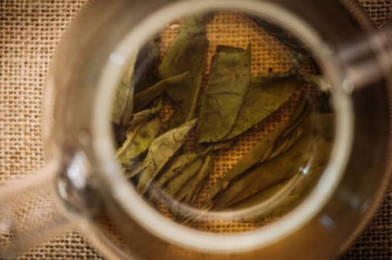 苦丁茶副作用，苦丁可以經(jīng)常喝嗎？