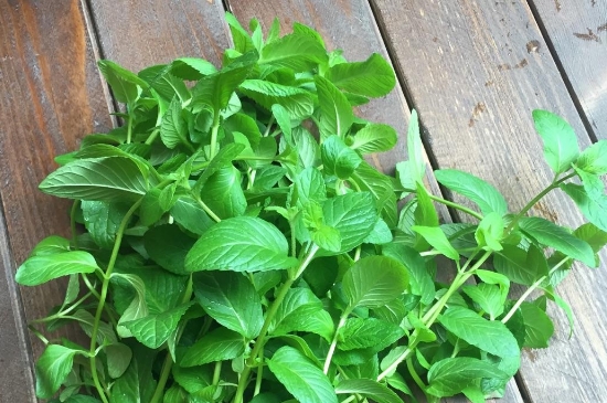 薄荷茶的功效與作用，喝薄荷茶有什么好處？