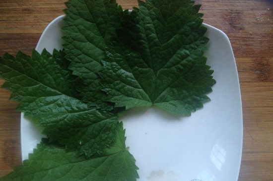 薄荷茶的功效與作用，喝薄荷茶有什么好處？