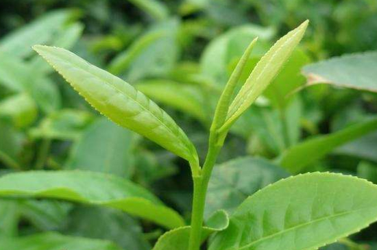 最耐泡的茶葉排名，什么茶葉經(jīng)久耐泡？