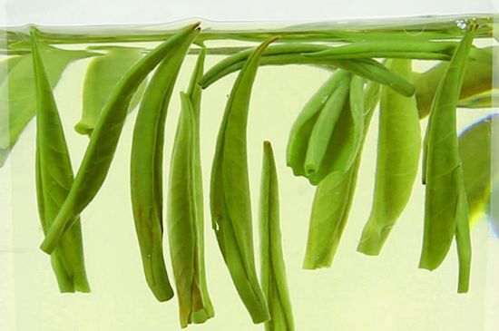 雀舌茶什么人不能喝，雀舌茶的功效與禁忌