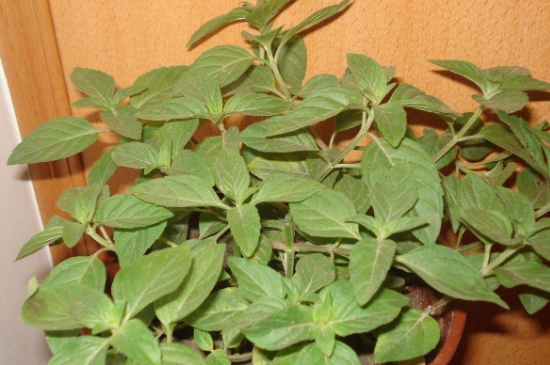 薄荷茶的功效與作用，喝薄荷茶有什么好處？