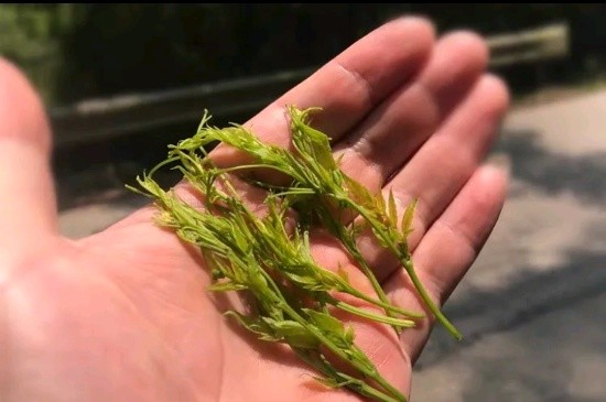 張家界茅巖莓茶與藤茶是同一種茶嗎，藤茶跟莓茶一不一樣？