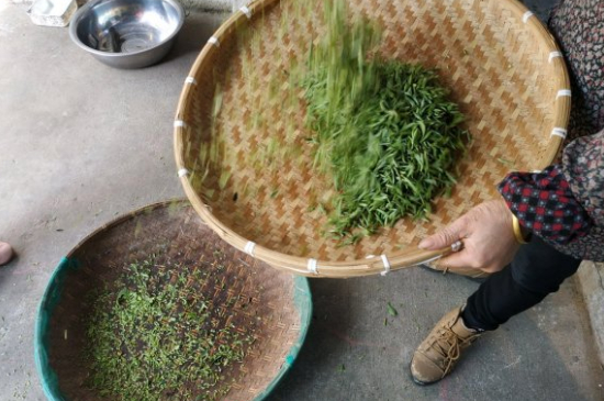 炒青茶為什么便宜，炒青綠茶好喝嗎？
