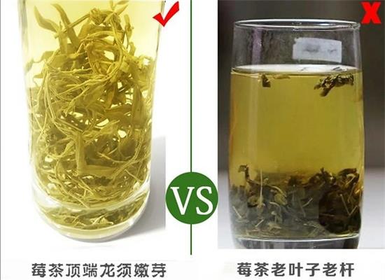 張家界茅巖莓茶與藤茶是同一種茶嗎，藤茶跟莓茶一不一樣？