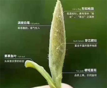 春茶季怎么辨別白毫銀針的好壞，好的白毫銀針如何選購？