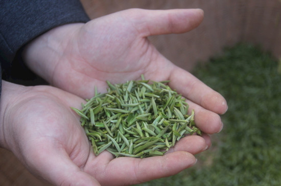 茶葉可以放冰箱嗎，茶需要放冰箱保存嗎