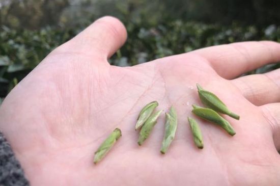 春茶季怎么辨別白毫銀針的好壞，好的白毫銀針如何選購？