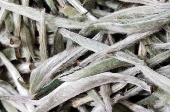 春茶上市白茶的好壞怎么區(qū)分，春白茶怎么分辨好不好？