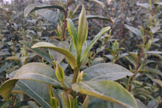 家庭如何保存碧螺春茶葉，蘇州洞庭碧螺春綠茶怎么保存？