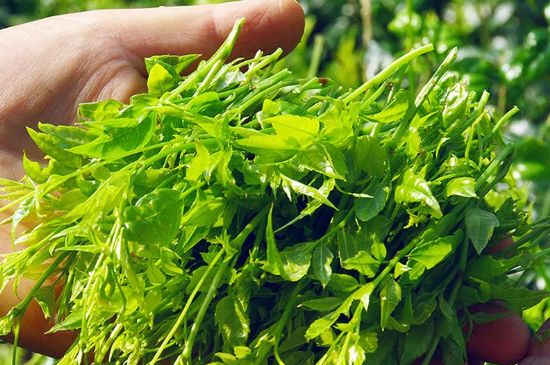 茅巖莓茶別名是什么，莓茶別名叫藤茶嗎？