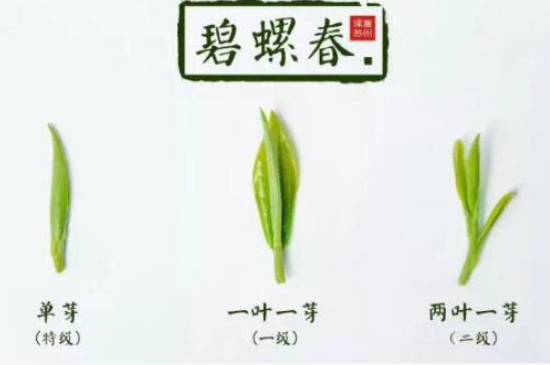 真假碧螺春泡水后區(qū)別，蘇州洞庭碧螺春怎樣鑒別好壞？
