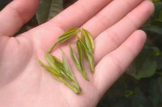 炒青茶為什么便宜，炒青綠茶好喝嗎？