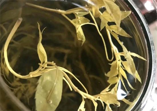 張家界茅巖莓茶與藤茶是同一種茶嗎，藤茶跟莓茶一不一樣？