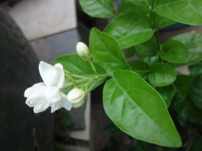 茉莉和什么一起泡最好，茉莉茶有幾種搭配？