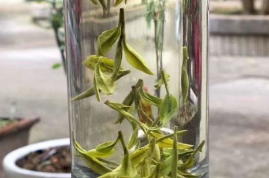 蒸汽煮茶器適合什么茶，蒸汽煮茶器適合用綠茶嗎？