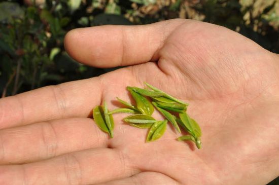 木魚石茶壺適合泡什么茶，木魚石泡啥茶好