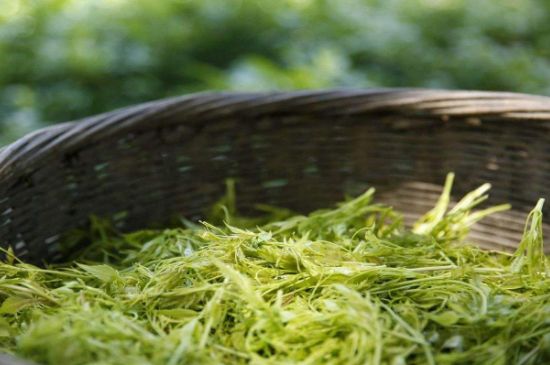 茅巖莓茶加工工藝，莓茶的工藝制作過程