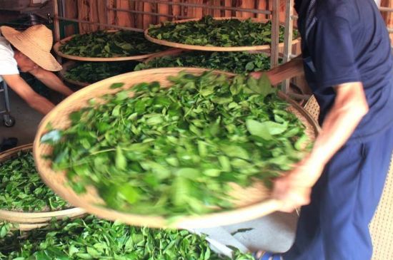 武夷巖茶的初制、精制加工工藝詳細(xì)講解