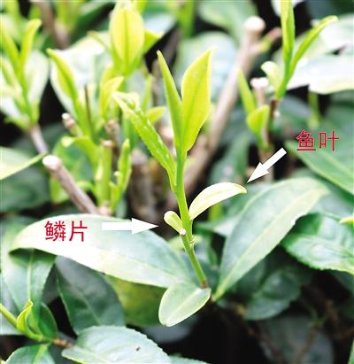 摘茶葉最快的方法，采摘茶葉怎么才能快？