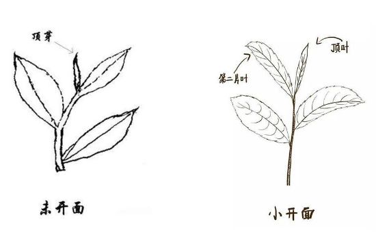 武夷巖茶的初制、精制加工工藝詳細(xì)講解