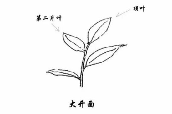 武夷巖茶的初制、精制加工工藝詳細(xì)講解