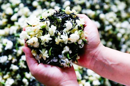 茉莉花和什么在一起喝好，茉莉花喝什么茶搭配？