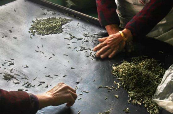 武夷巖茶的初制、精制加工工藝詳細(xì)講解