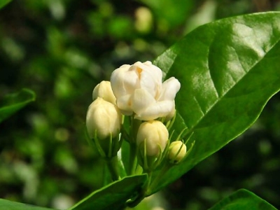 好茉莉茶多少錢一斤，茉莉花茶價格