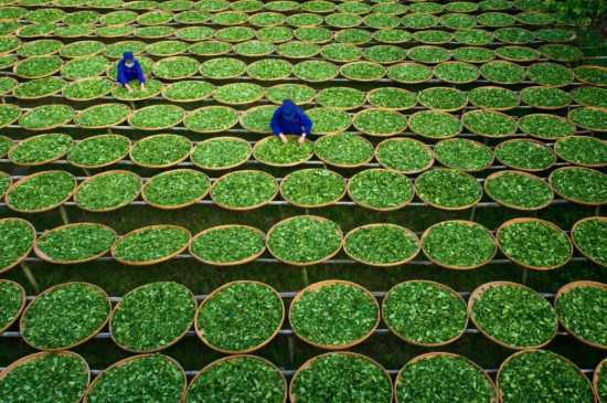 綠茶加工工藝流程圖，綠茶的加工制作包含哪幾個(gè)步驟？