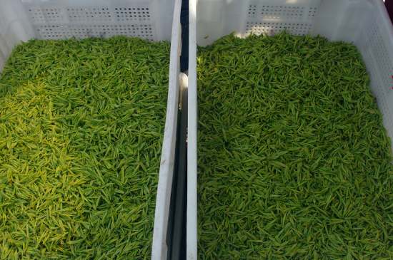 什么茶葉適合用蒸茶器，什么茶可以蒸
