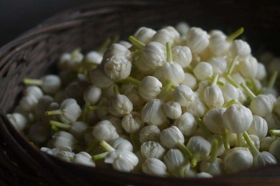 茉莉花茶與什么相克，茉莉花搭配禁忌