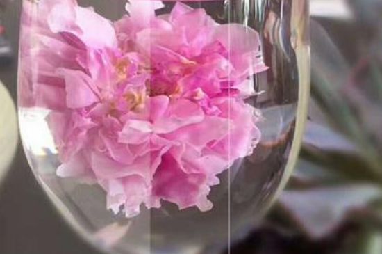 干玫瑰花泡水放幾顆，玫瑰花泡水一次放幾朵？