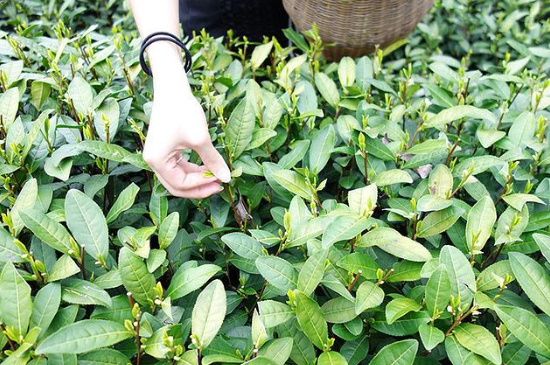 采茶的方法與步驟，如何正確采摘茶葉？