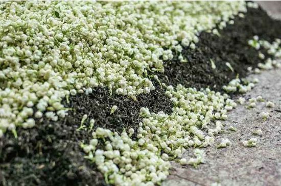 茉莉茶葉的功效與禁忌，什么人不適合喝茉莉花茶？