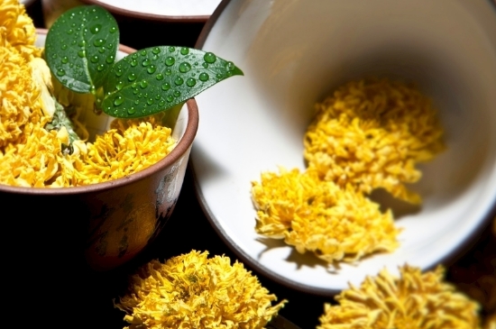 孕婦可以喝菊花茶嗎，菊花對(duì)胎兒有致畸作用？