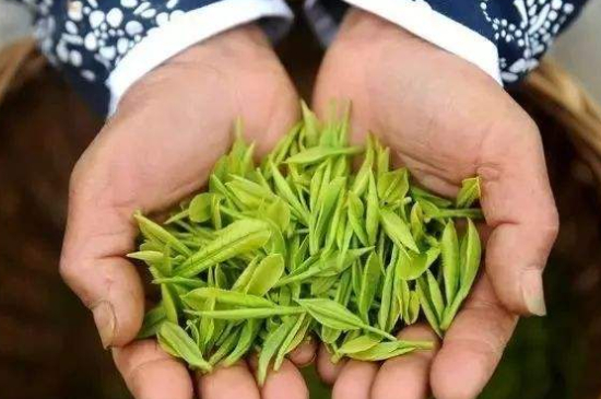 摘茶葉最快的方法，采摘茶葉怎么才能快？