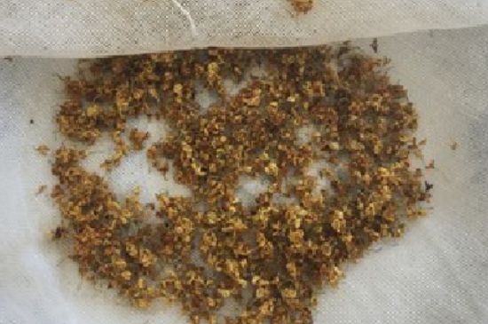 干桂花茶的制作方法，怎樣自制桂花茶？