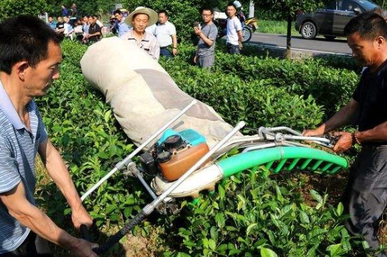采茶的方法與步驟，如何正確采摘茶葉？