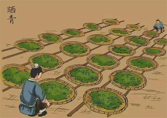 制茶八步驟，制茶工藝流程圖