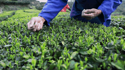 摘茶葉最快的方法，采摘茶葉怎么才能快？
