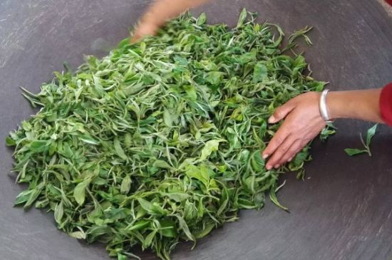 龍井茶炒茶葉怎么炒出好茶色，茶葉怎樣做出來最綠？