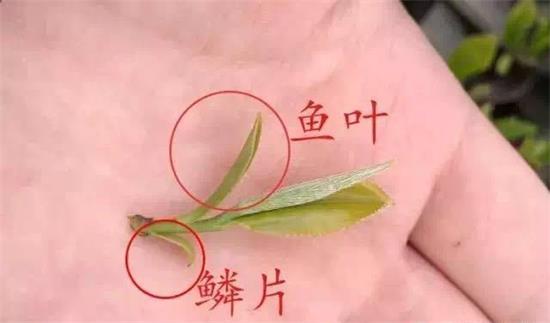 摘茶葉最快的方法，采摘茶葉怎么才能快？