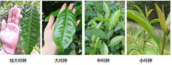 摘茶葉最快的方法，采摘茶葉怎么才能快？