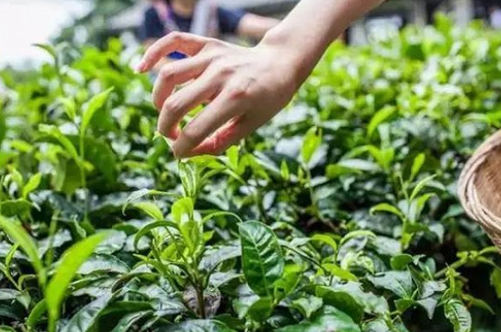 綠茶加工工藝流程圖，綠茶的加工制作包含哪幾個(gè)步驟？
