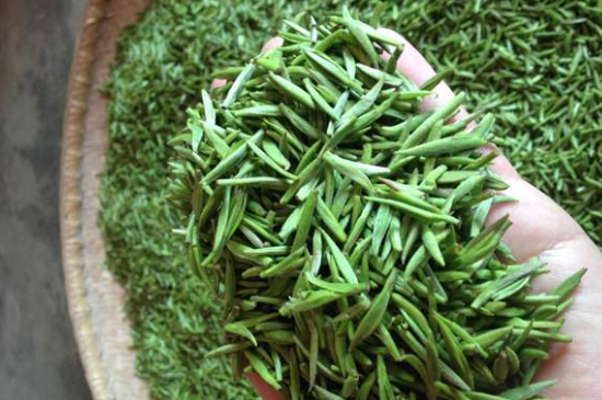 采茶的方法與步驟，如何正確采摘茶葉？