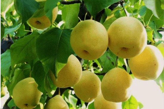 一把真正的本山綠泥壺最低多少錢，什么價格能買到本山綠泥紫砂壺？