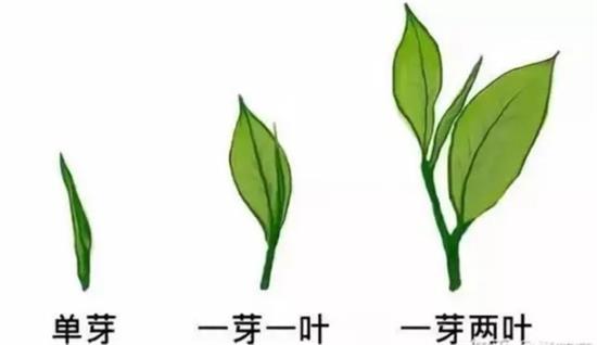 摘茶葉最快的方法，采摘茶葉怎么才能快？